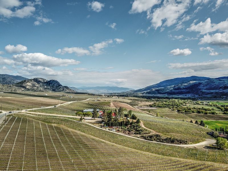 The Phantom Creek Vineyard 